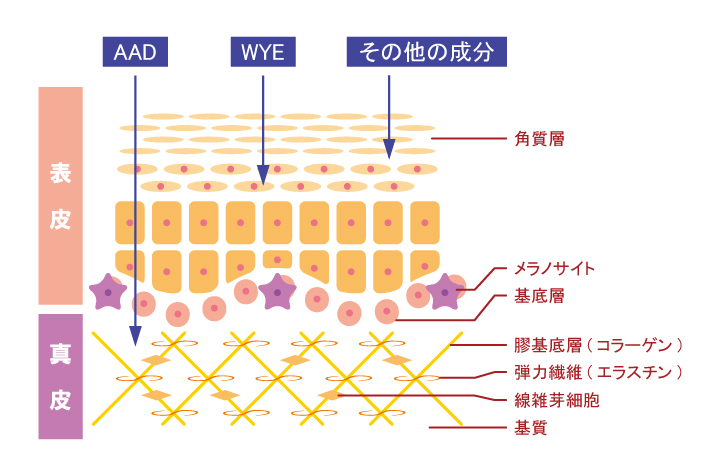 皮膚は表皮、真皮、皮下組織の3層で構成されています