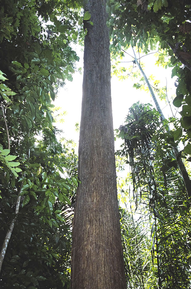 タヒボジャパンはタヒボの厳選伐採を計画的に行っています